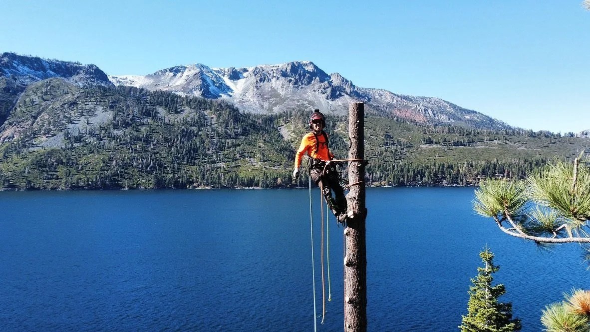 Certified arborist climbing a tall pine above Lake Tahoe at sunset